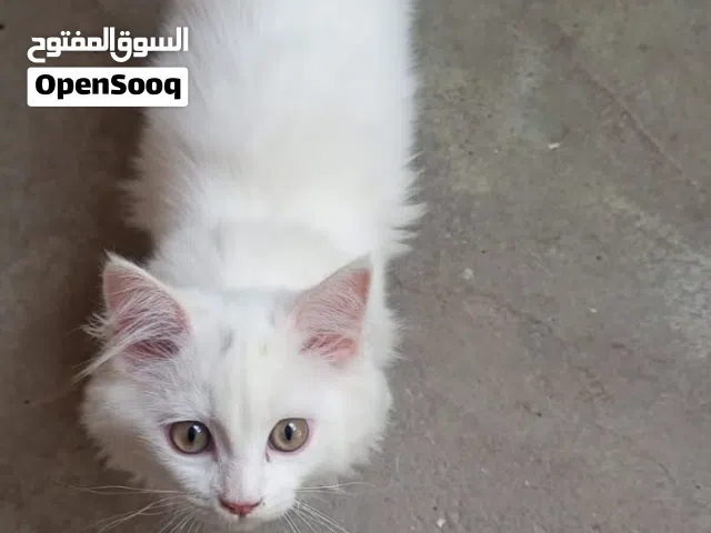 ذكر شانشيلا