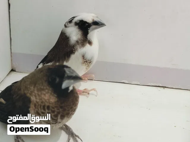 طيور بنكالي دايت رس حنين