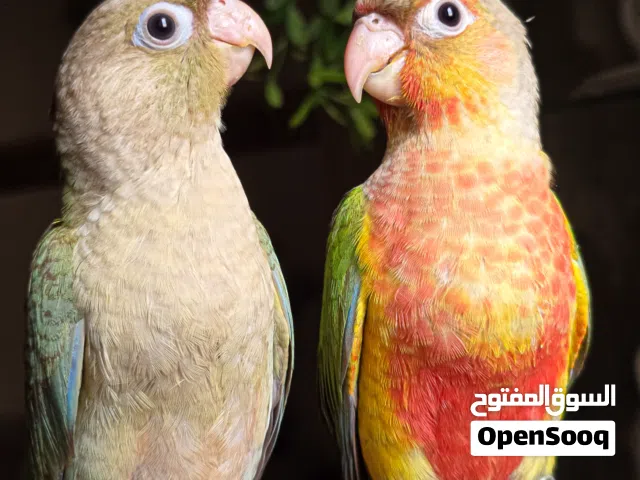 اجمل زوج باينابل كونيور لهواه الطيور المتكلمه الاليفه