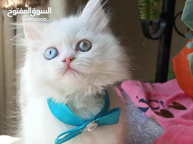 قطط رائعه ومميزه للبيع