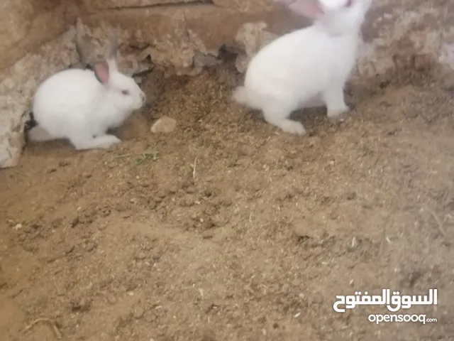 ارانب كالفونيا
