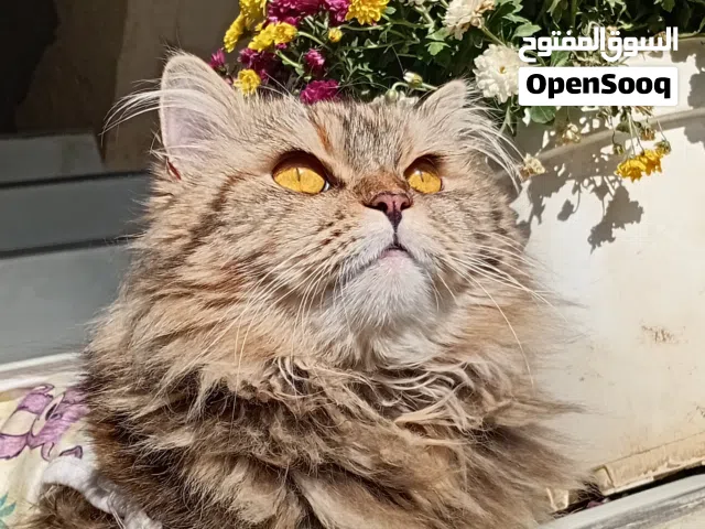 منو عنده قط ذكر طالب تزاوج لهاي القطه