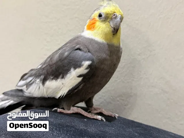 بغبغاء كوكتيل