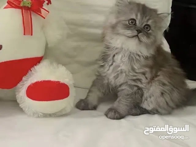 •	Breed: Mix (Persian × Scottish) 	•	Mother: Scottish  Father: Persian