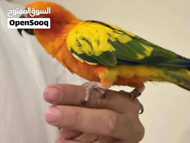 Sun conure with big cage