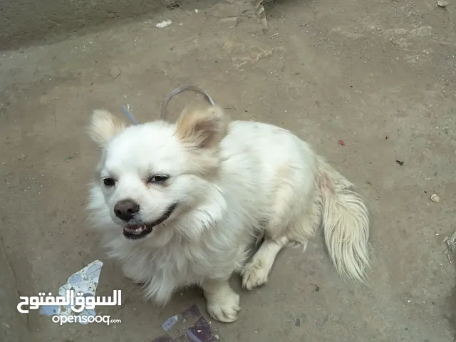 كلب امريكي للبيع قابل لاتفاوض
