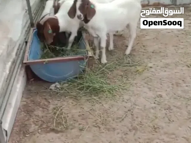 معزة بورقوت دم صافي