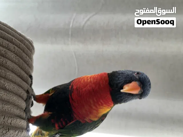 ببغباء لوري