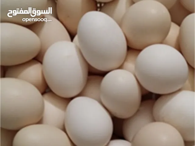 بيض دجاج محلي ملقح للفقاسات او للأكل