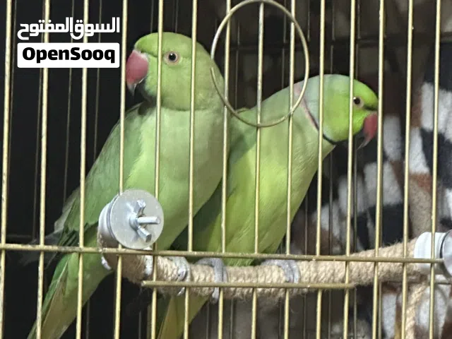 للبيع جوز درة جاهز الذكر ما بعض وبطلع على ايدك بس بخاف مش مقصوص