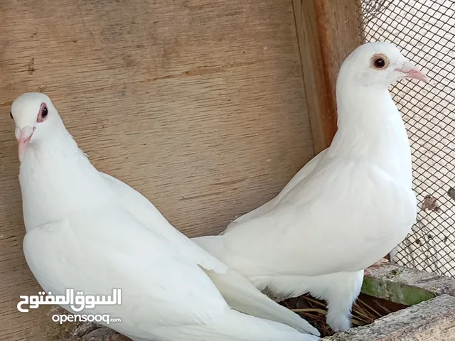 زواجل بيض........