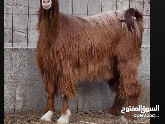 عنز ام ولده شيء طيب