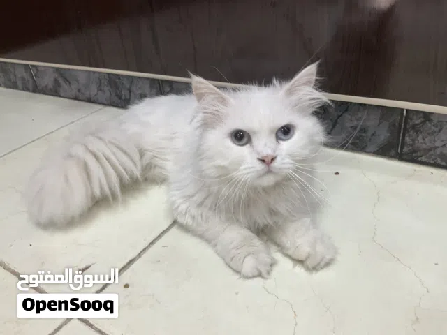 Iran cat Original (10) months
