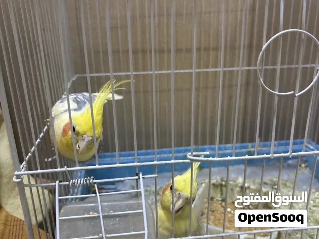 طيور كوكتيل زوج