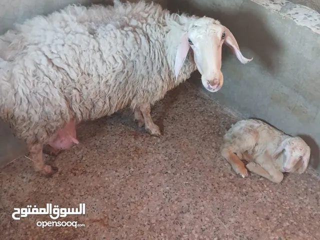 نعجه معها عبور عمر يومين السن جمع نضيف النعجه بديد واحد