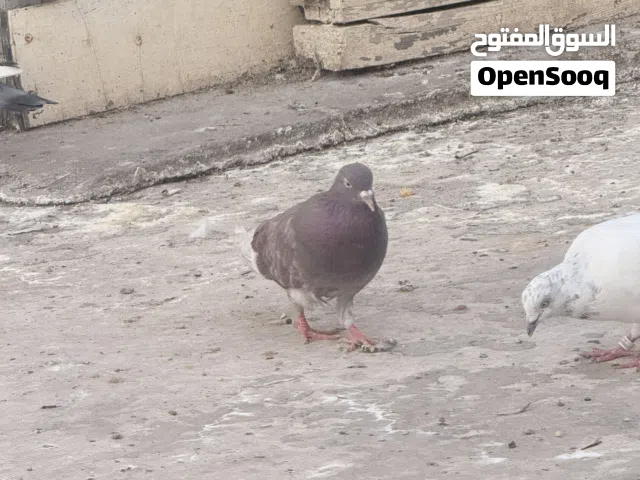 طيره لوت ميازه السعر 5 الاف او مراوس
