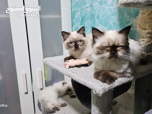 ذكر و انثي هيمالايا العمر 4 شهور البيع المكان الشارقه
