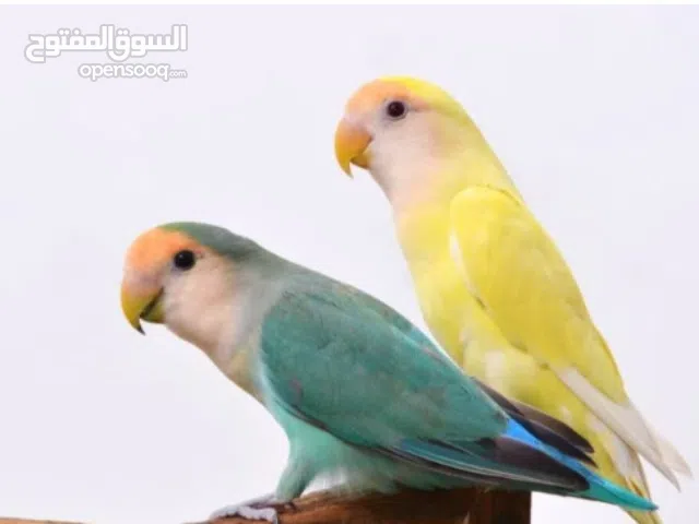 ابي نفسها تبني