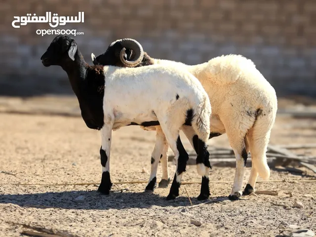 اقرا الوصف