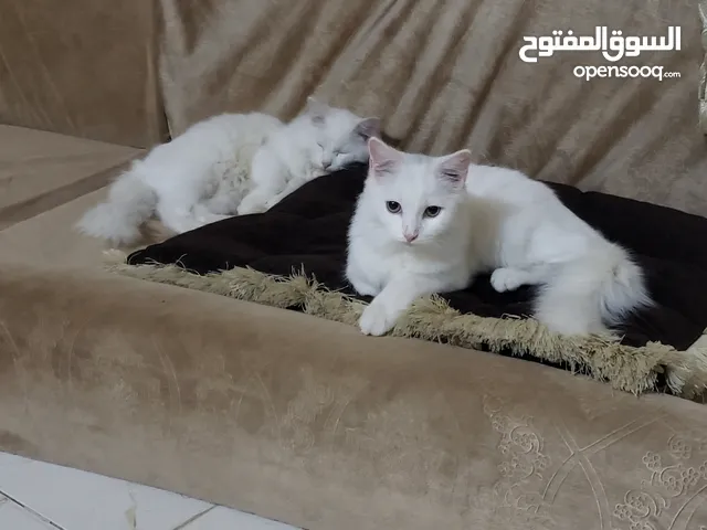(عرض مميز لعشاق القطط الشيرازيه)