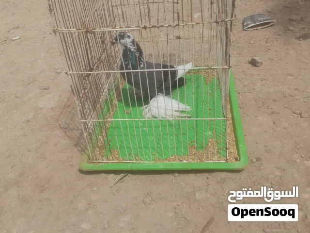 طرف ذكر كشك ابو خوذة للبيع للتواصل خاص