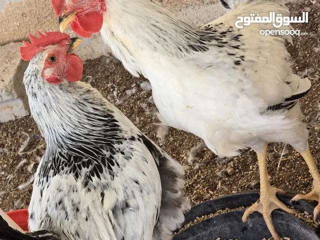 ديوك سايكس للبيع