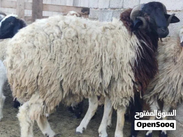 كبش تني أضحية عيد