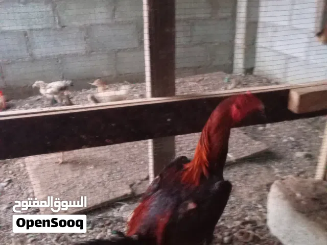 لبيع ديك باكستاني قوي يضارب