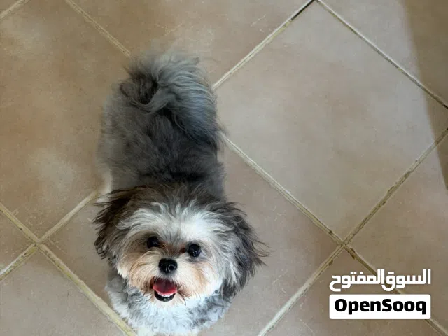 Havanese 9 months