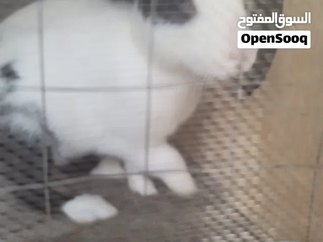 مطلوب ارنب بابيون حجم كبير