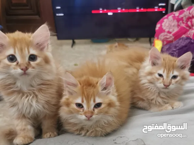 Siberian cats color caramel blond and blue eyes قطط سيبيري لون أشقر كارميل وعيون زرقاء