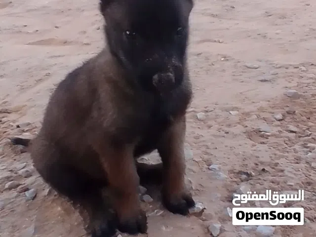 2 جرواي مينوا دكور درجة اولى