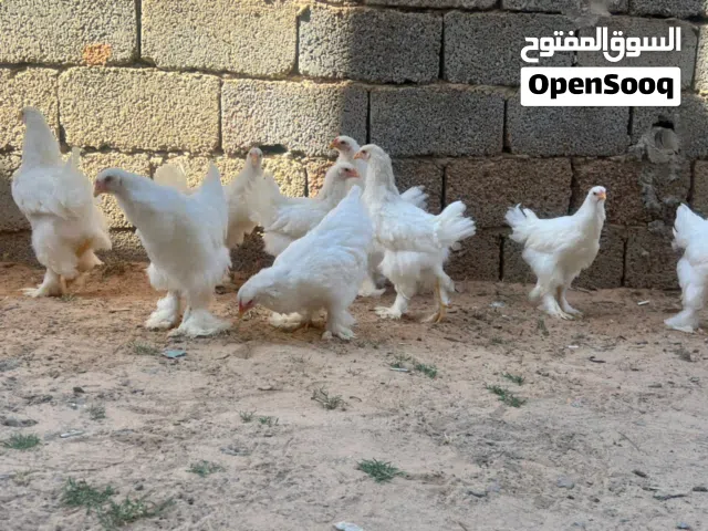 متوفر كتكوت براهما العمر 3 شهور 9 طروف بيع مع بعض
