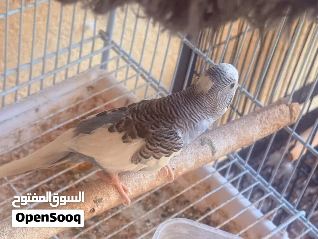 ببغاء دباجي