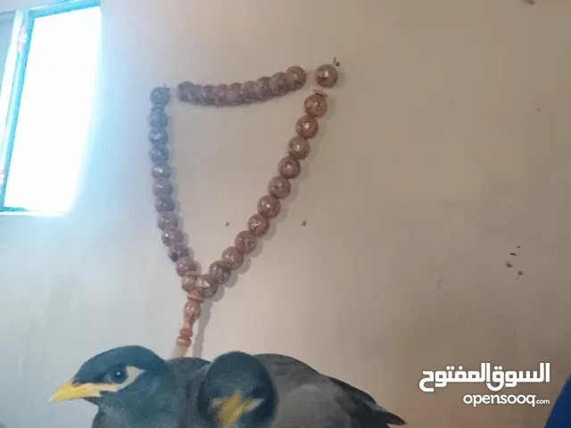افراخ مينا للزق اليدوي