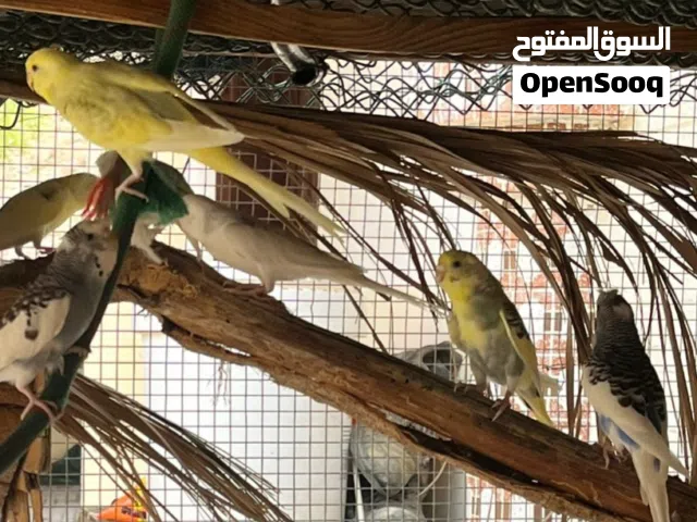 للبيع طيور البادجي - محليات أصيلة