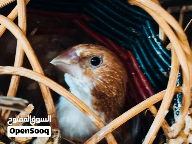 كوبيا زيبرا بنجاليز لون باستيل كوبيا منتجه تحته ثلاث فروخ ومصوقرة من قبل حاليا الوان وريش مرتب .