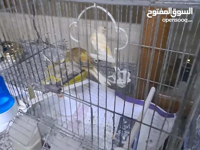 جوز كنار اهالي فراخ اقراء الوصف