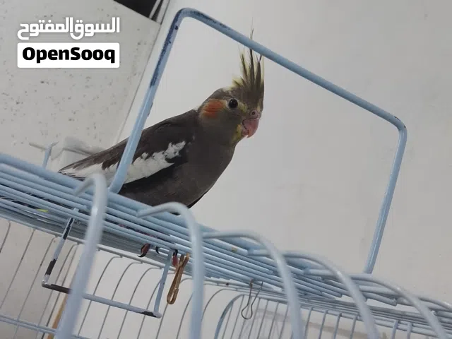 سلام عليكم متاح حبتين كوكتيل مخاليف اليفات حبات بتجنن واحد سكني و ثاني وايت فيس