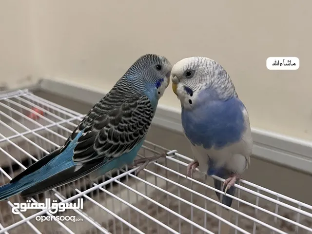 Friendly Parrot couple زوج