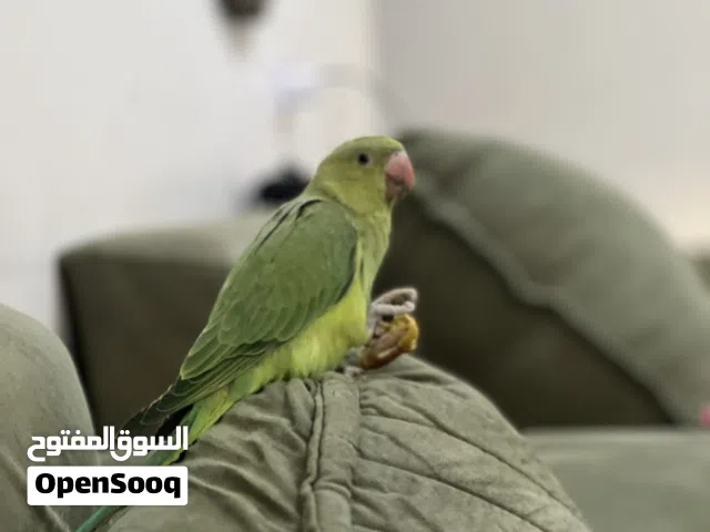 دره للبيع الوصف مهم