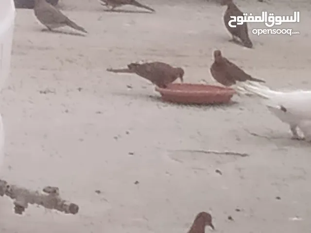 اجواز حمام نخب مساويد قراقطه رياحنه لهورات قلاب برامليات مزهزرات كنك سيكس شفر