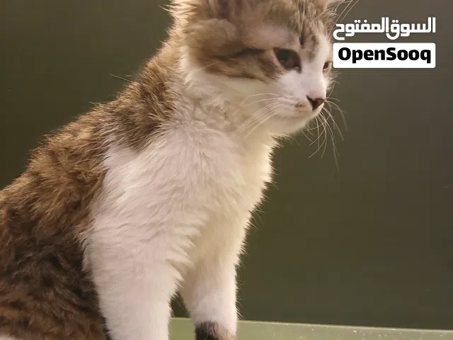 قط تركي شيرازي عمر 3 اشهر ذكر لبيع بسعر افضل مما تتوقع قطط بالسوق هاذي من 25 الف عندي 15 الف مع حمام