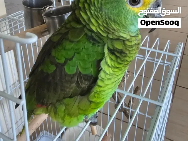 ببغاء بلوفرونت أمازون (Amazon Blue Fronted)