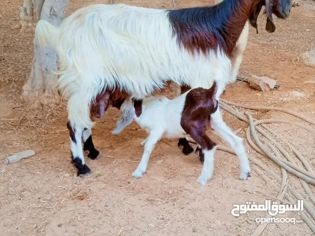 عنز هجين سر حليب مشاء الله عليها تحتها جدي دكر ربي يبارك مطلع فحل سليمات صحاح بي ادن الله