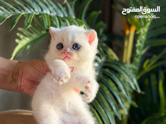 Scottish female WCF registered & imported parents from Russia