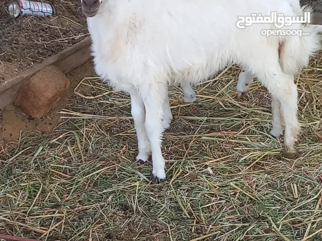 رخلتين حري نظيفة للبيع