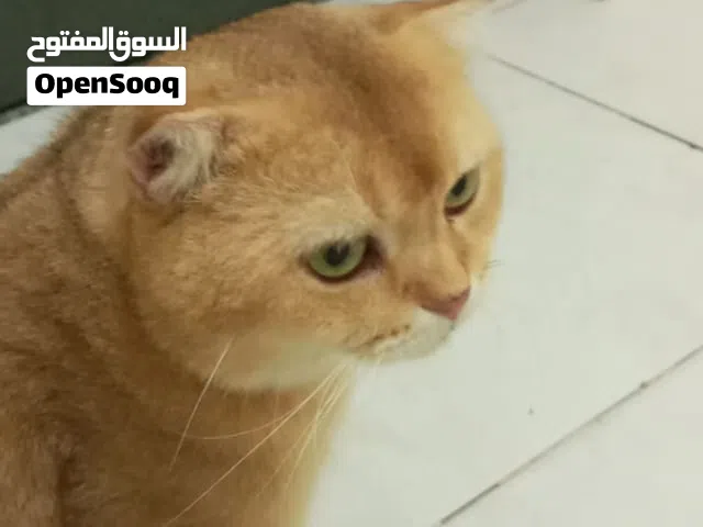 للتزاوج ذكر قولدن شانشيلا ny11 فحل من روسيا بقيمة 500 درهم