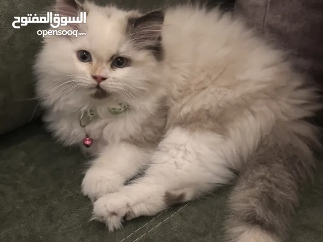 قطة راج دول البيع بسبب السفر