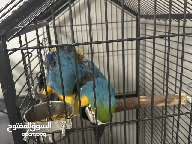 ببغاء مكاو